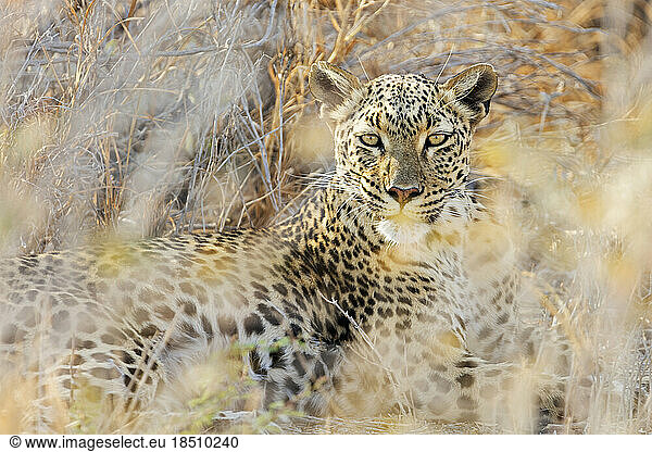 Leopard at Etosha National Park  Namibia  Africa
