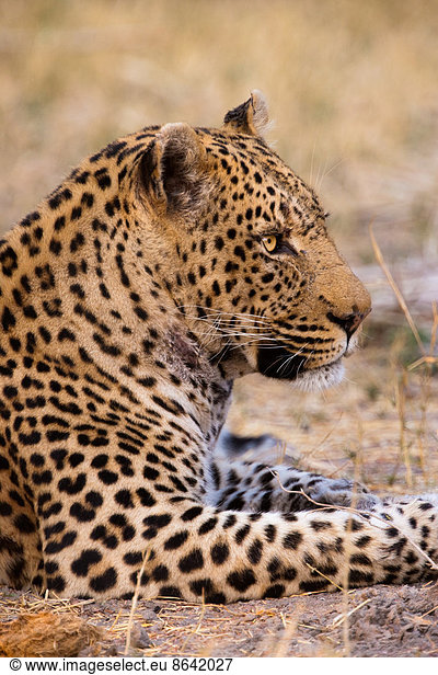 Leopard  Botswana