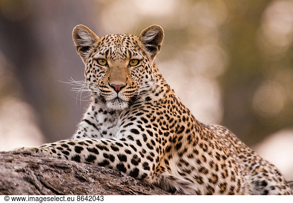 Leopard  Chobe National Park  Botswana