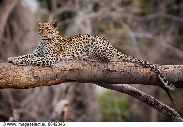 Leopard  Chobe National Park  Botswana