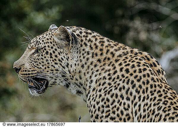 Leopard gazes into distance  Kruger National Park  South Africa