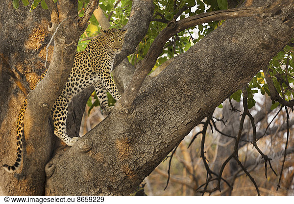 Leopard  Okavango-Delta  Botswana