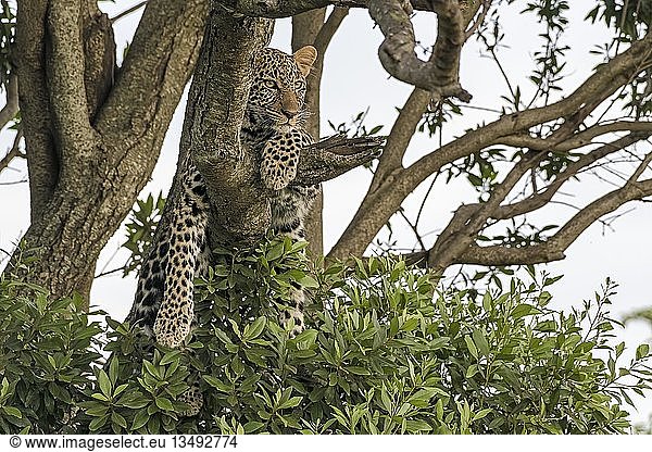Leopard (Panthera pardus) auf dem Baum  beobachtend  Masai Mara  Kenia  Afrika