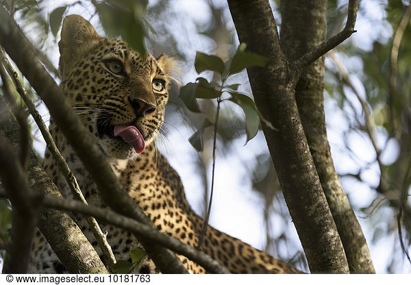 Leopard (Panthera pardus) auf einem Baum  Masai Mara  Narok County  Kenia  Afrika