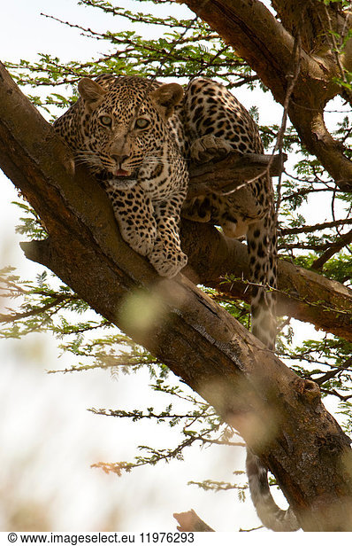 Leopard (Panthera pardus) auf einer Baumkrone  Masai Mara  Kenia