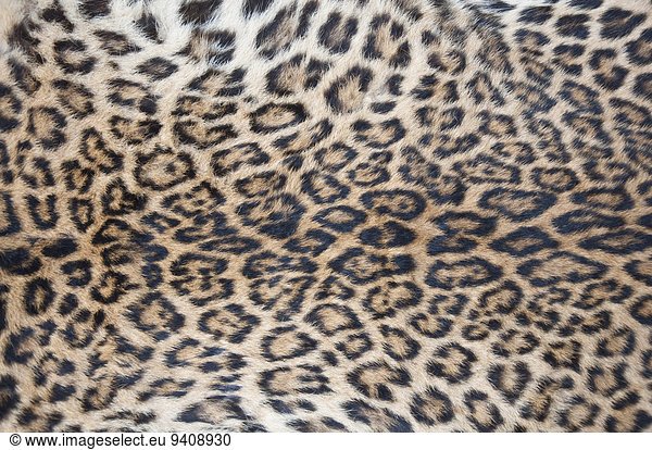 Leopard Panthera pardus Close-up Nepal