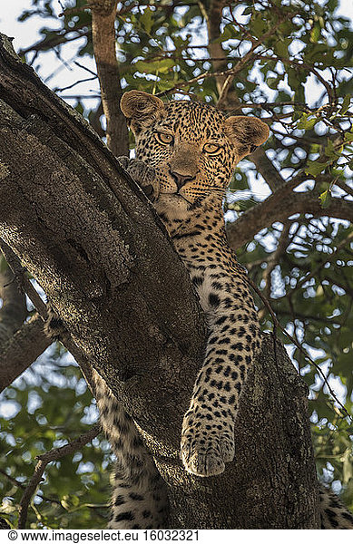 Leopard (Panthera pardus)  Elefantenebenen  Sabi-Sandwildreservat  Südafrika  Afrika