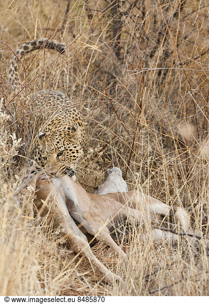 Leopard (Panthera pardus) im Steppengras  beginnt sein erlegtes Impala zu fressen  Namibia