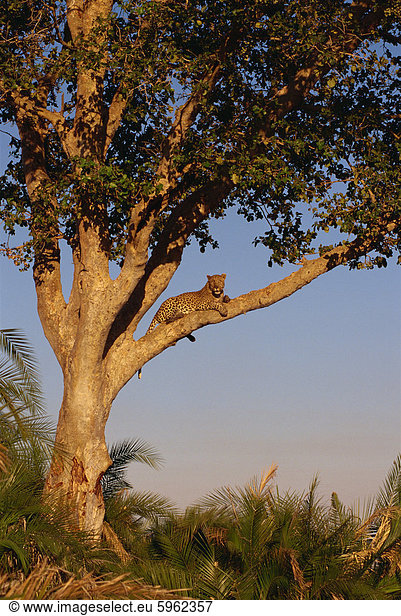 Leopard (Panthera Pardus) in einem Baum  Okavango Delta  Botswana  Afrika