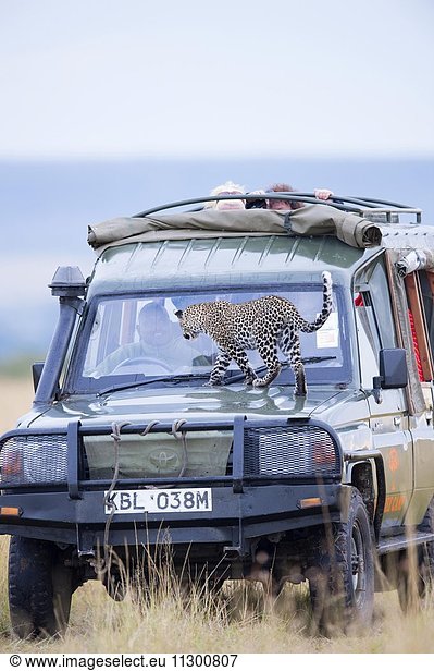 Leopard (Panthera pardus)  Jungtier auf einem Touristenwagen  Masai Mara  Kenia  Afrika
