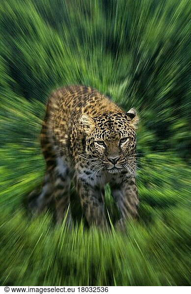 Leopard (Panthera pardus)  Katzenartige  asia  animals  außen  outdoor  adult  gehen  walking  Säugetiere  mammals  Raubtiere  beasts of prey  bewegungsunscharf  blurred_motion  gezoomt  zoomed  Zoomeffekt