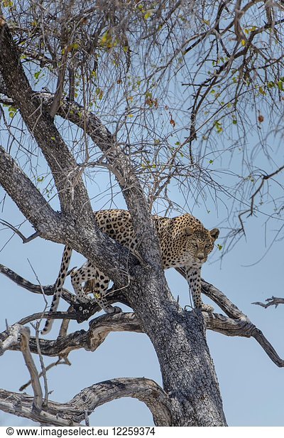 Leopard (Panthera pardus) klettert auf einen Baum Etosha-Nationalpark Namibia Afrika