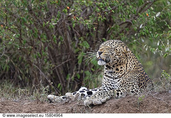 Leopard (Panthera pardus)  männlich  bedrohlich  Tierportrait  Masai Mara Wildreservat  Kenia  Afrika