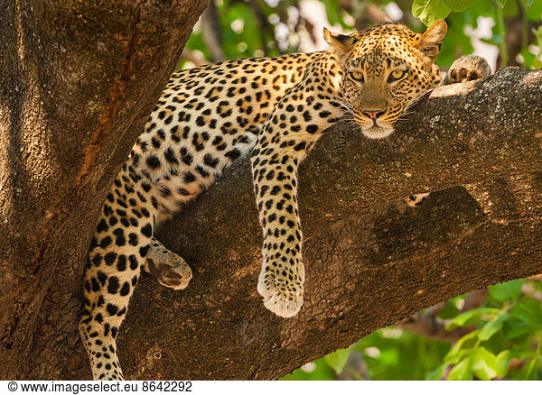 Leopard  Panthera pardus  Okavango-Delta  Botswana.