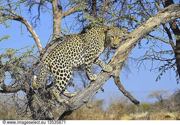 Leopard (Panthera pardus) schaut von einem Baum aus  Khomas Region  Namibia  Afrika