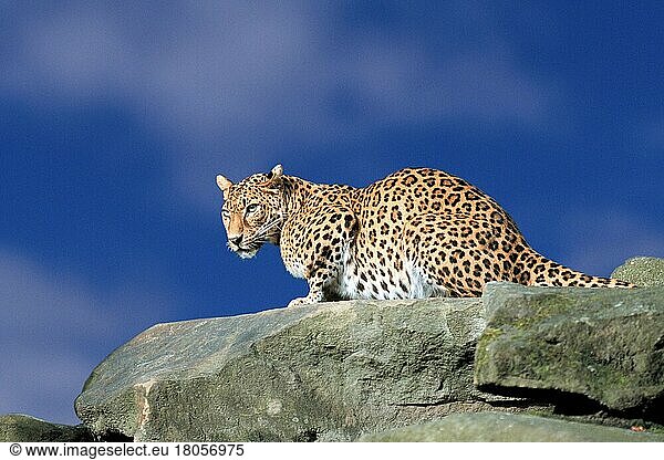 Leopard (Panthera pardus) (Tiere) (außen) (outdoor) (liegen) (lying) (seitlich) (side) (adult) (Querformat) (horizontal) (Säugetiere) (mammal) (Raubtiere) (beasts of prey) (asia) (Katzenartige)