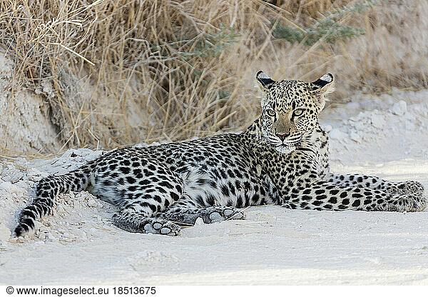 Leopard relaxing at Etosha National Park  Namibia  Africa