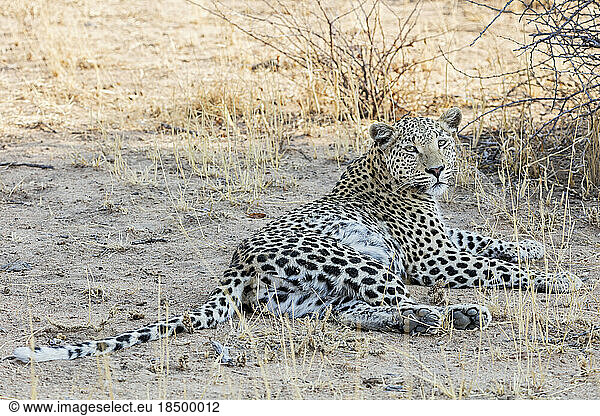 Leopard relaxing at Okonjima Nature Reserve  Namibia  Africa
