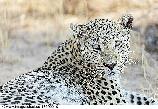 Leopard relaxing at Okonjima Nature Reserve  Namibia  Africa