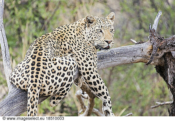 Leopard relaxing on tree at Okonjima Nature Reserve  Namibia  Africa