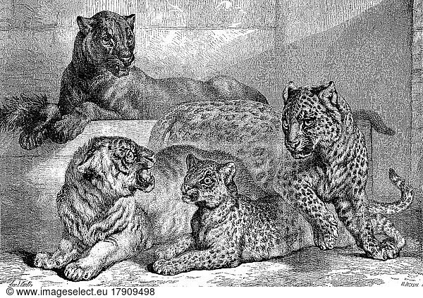 Leoparden  Historisch  digital restaurierte Reproduktion einer Vorlage aus dem 19. Jahrhundert
