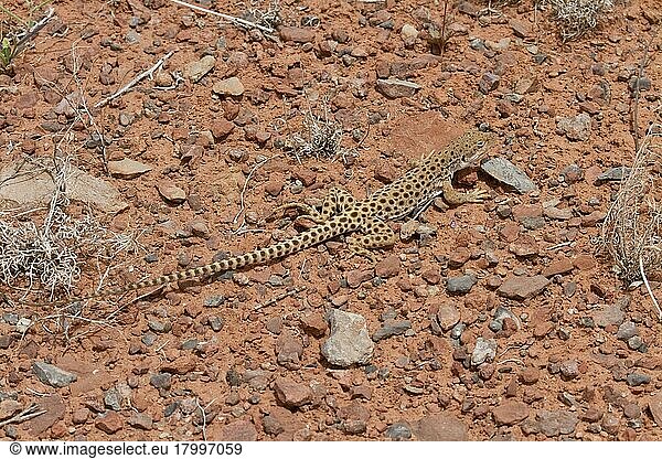 Leopardleguan  Leopardleguane  Andere Tiere  Reptilien  Tiere  Longnose Leopard Lizard  Utah America
