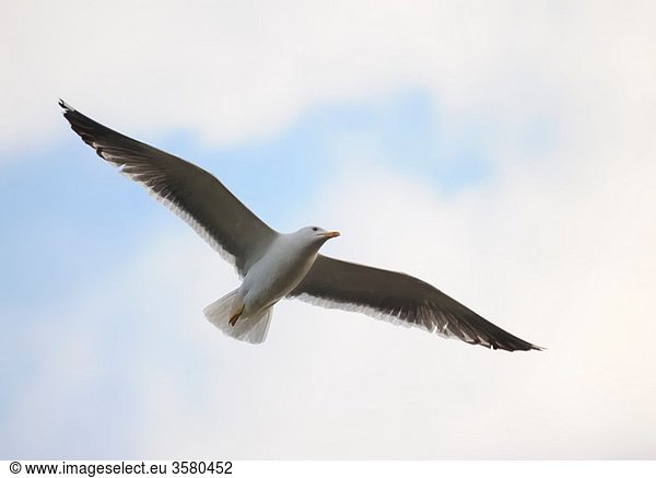 Lesser Black-backed gull Larus fuscus soaring in cloudy blue sky with fully open wing