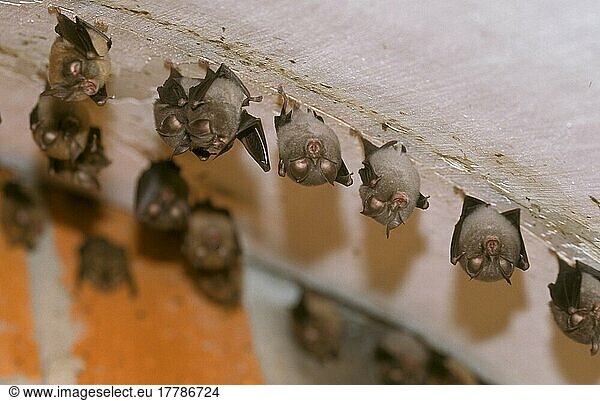 Lesser Horseshoe Bat  Lesser Horseshoe Bats  Bats  Mammals  Animals  Lesser Horseshoe Bat (Rhinolopus hippoideros) Colony  Spain  Europe