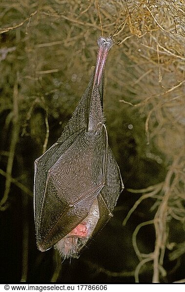 Lesser Horseshoe Bat  Lesser Horseshoe Bats  Bats  Mammals  Animals  Lesser Horseshoe Bat (Rhinolopus hippoideros) Hanging on root  hibernating  Spain  Europe