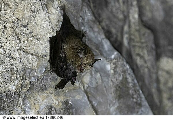 Lesser horseshoe bat (Rhinolophus hipposideros)  female with young in maternity roost  Thuringia  Germany  Europe