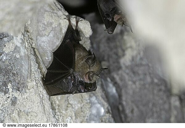 Lesser horseshoe bat (Rhinolophus hipposideros)  female with young in maternity roost  Thuringia  Germany  Europe