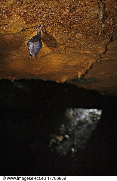 Lesser horseshoe bat (Rhinolophus hipposideros)  Lesser Horseshoe Bats  bats  mammals  animals  Lesser Horseshoe Bat adult  sleeping  roosting in cave habitat  Italy  spring  Europe