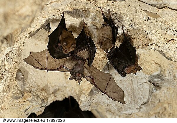 Lesser horseshoe bat (Rhinolophus hipposideros)  maternity roost  young hanging on to mother and training flight muscles  Thuringia  Germany  Europe