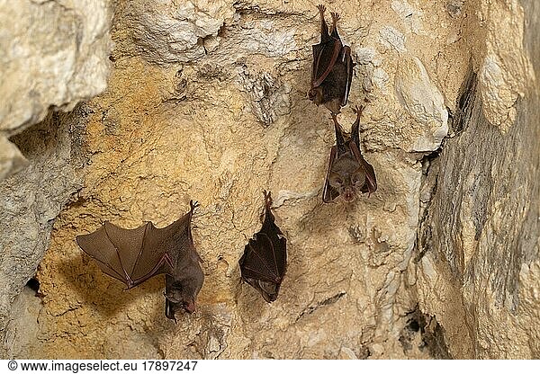 Lesser horseshoe bat (Rhinolophus hipposideros)  week roost  four fledged young  Thuringia  Germany  Europe