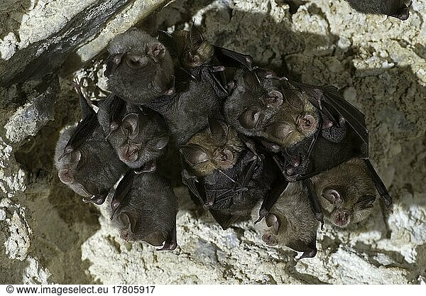 Lesser horseshoe bat (Rhinolophus hipposideros)  weekly roost with young  Thuringia  Germany  Europe