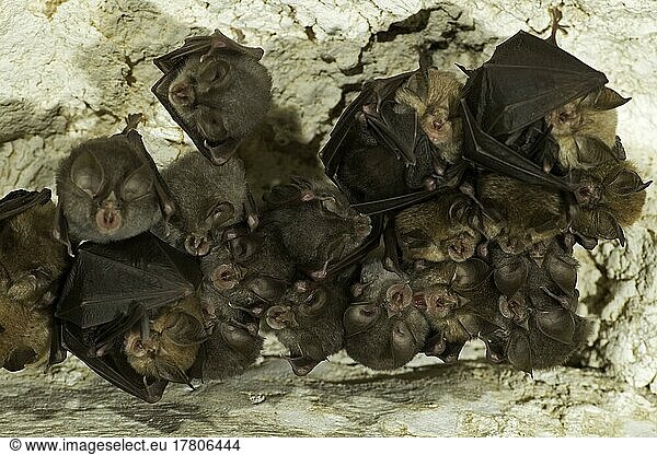 Lesser horseshoe bat (Rhinolophus hipposideros)  weekly roost with young  Thuringia  Germany  Europe