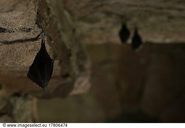Lesser horseshoe bat (Rhinolophus hipposideros)  winter roost  Thuringia  Germany  Europe