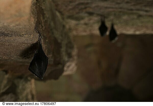 Lesser horseshoe bat (Rhinolophus hipposideros)  winter roost  Thuringia  Germany  Europe