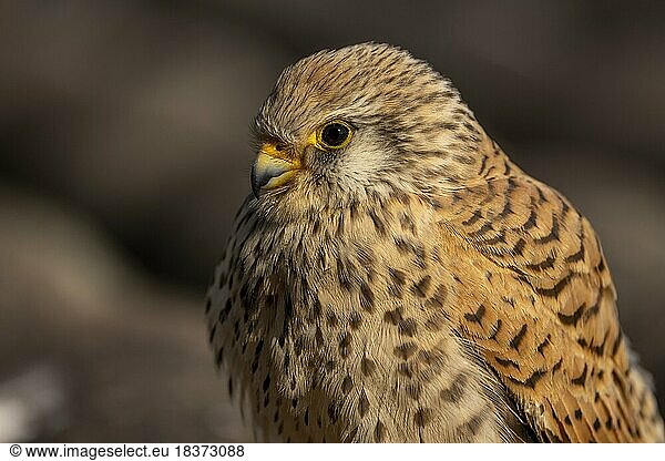 Lesser Kestrel (Falco naumanni)  female  portrait  on tiled roof  Extremadura  Spain  Europe