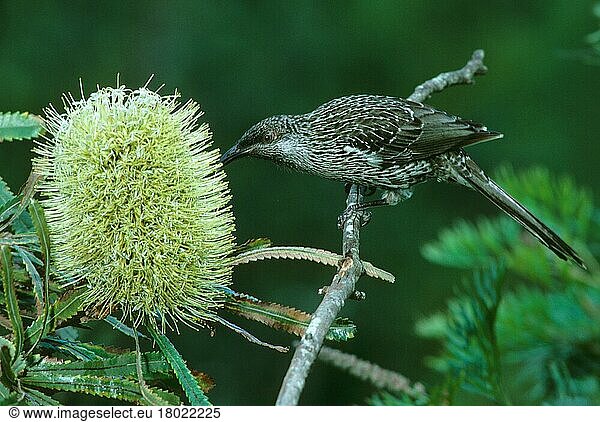 Lesser Wattled Bird (Anthochaera chrysoptera) Sitting on a twig/flower head