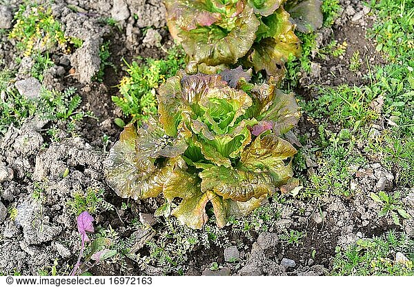 Lettuce (Lactuca sativa) is an annual plant edible. This photo was taken in Baix Llobregat  Barcelona province  Catalonia  Spain.