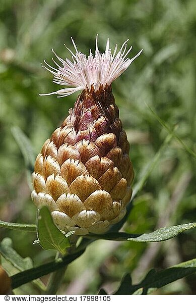 Leuzea (Leuzea conifera) close-up of flower head  Chaine des Alpilles  Bouches-du-Rhone  Provence  France  Europe
