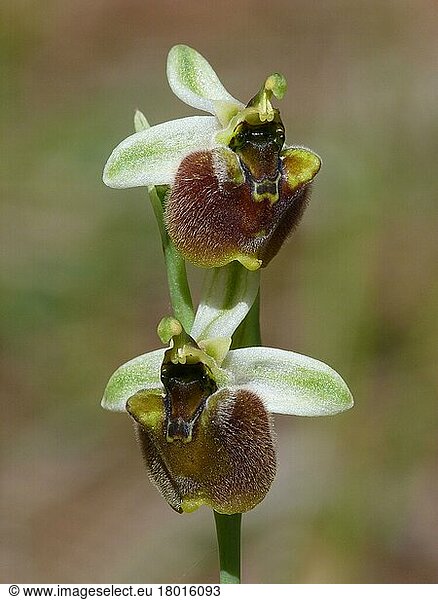 Levant orchid (Ophrys levantina) Close-up of a flowering panicle with two open flowers  Cyprus  March 2015  Europe