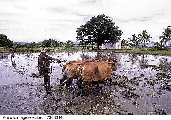 Levelling rice field in Coimbatore Tamil Nadu India Asia
