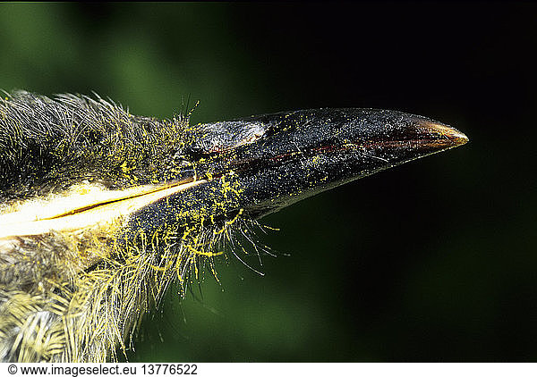 Lewin-Honigfresser  Meliphaga lewinii  Kopf  mit Pollen auf Schnabel und Gesichtsfedern  der bei der Bestäubung entsteht  Ostaustralien