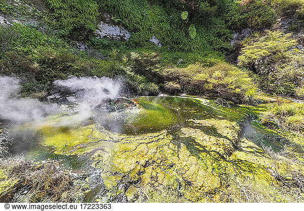 Lichen growing on rocks in river