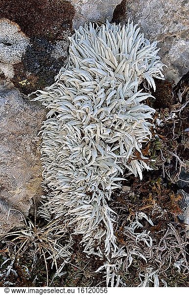 Lichen (Thamnolia vermicularis)  Pyrenees  Aragon  Spain