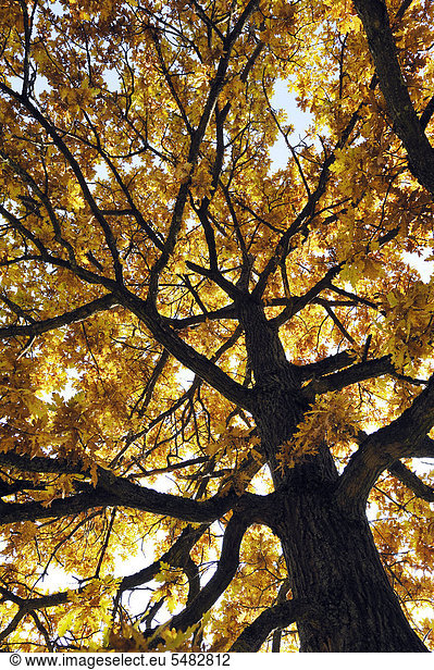 Lichtdurchflutete Eiche (Quercus) im herbstlichen Ostpark  München  Bayern  Deutschland  Europa
