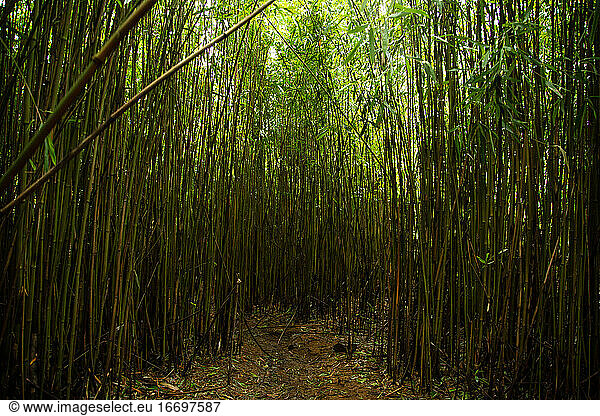 Lichtung im grünen Bambuswald in Maui