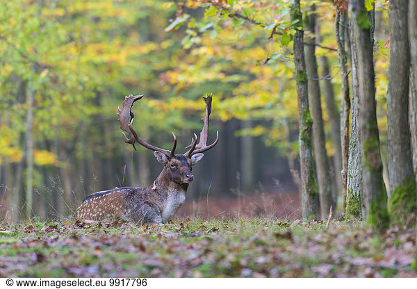 liegend liegen liegt liegendes liegender liegende daliegen Wald Herbst Brachland Hirsch Deutschland Hessen